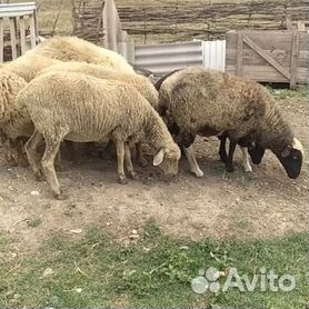 Телка 1.8 года