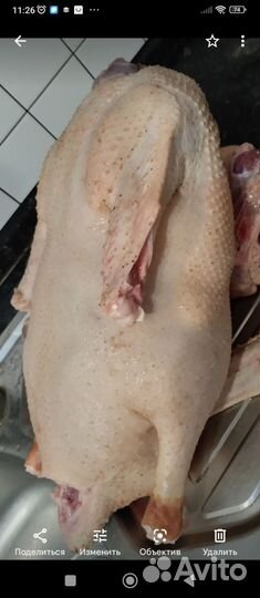 Гусята суточные и подрощеные