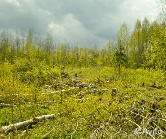 Расчистка участка спил деревьев корчевание