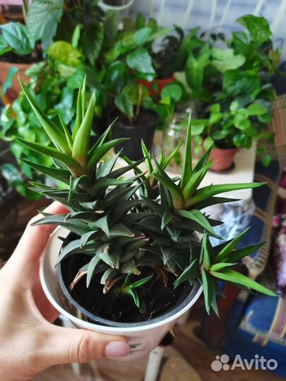 Суккуленты