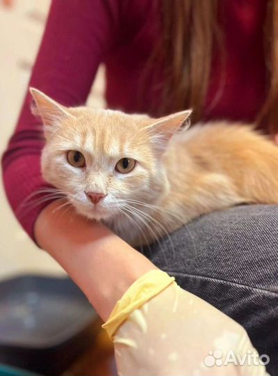 Абрикосовый Абрикос