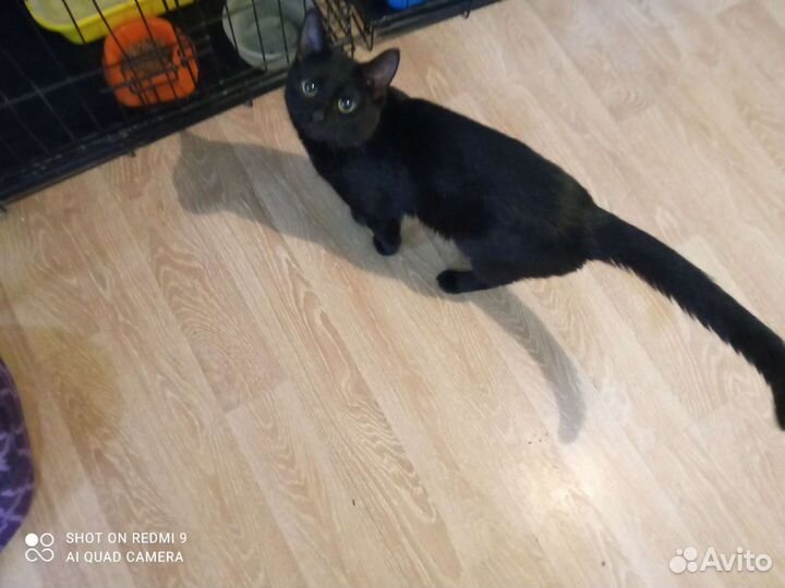 Вот такое чудо погибало в гараже