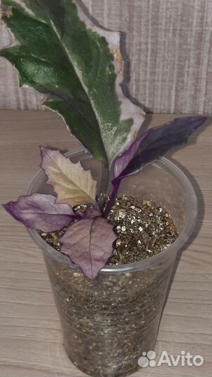 Гинура вариегатная