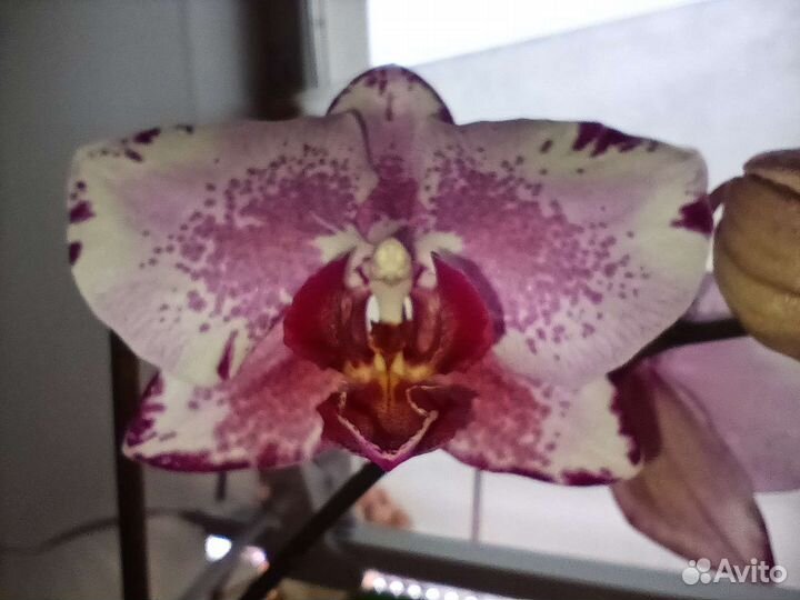 Орхидея Фаленипсис