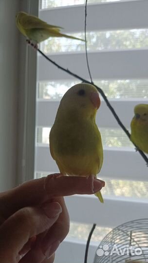 Птенцы волнистых попугаев