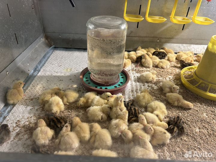 Перепелята суточные