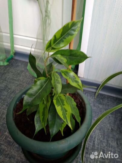 Фикус бенджамина пестролистный