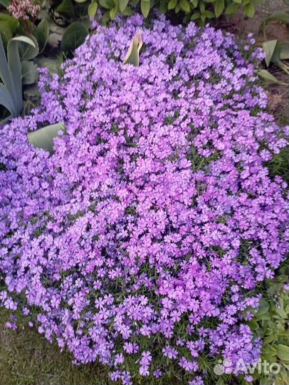 Саженцы многолетних цветов