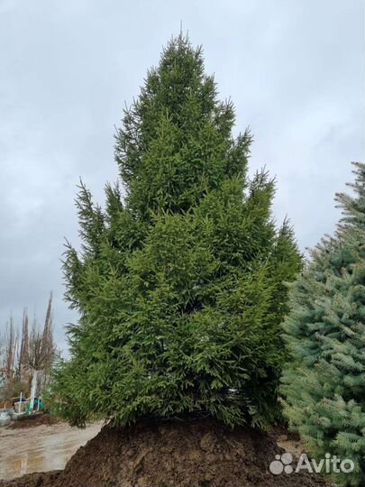Ель обыкновенная крупномер (Picea abie) 900-950 см