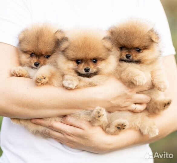 Очаровательные малыши