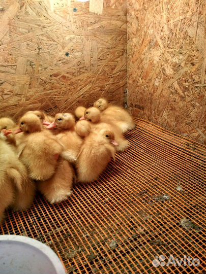 Утята бройлеры Star-53