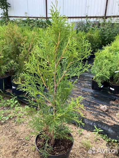Туя Смарагд 50-60 см