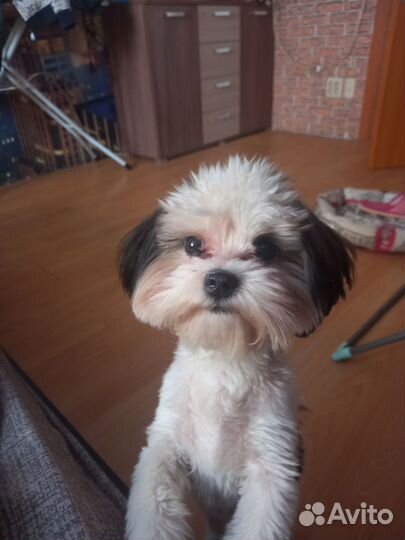 Щенок мальтипу