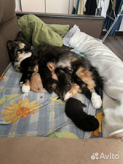 Котята в добрые руки