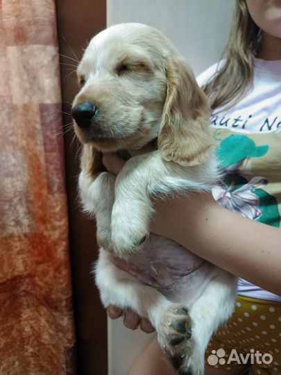 Английский кокер спаниель