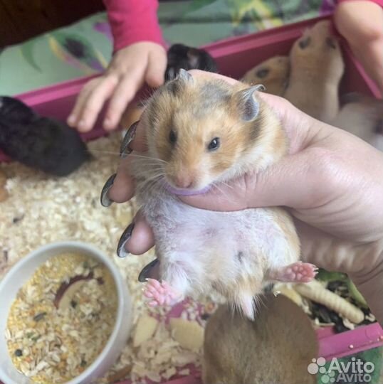 Сирийский хомяк девочка