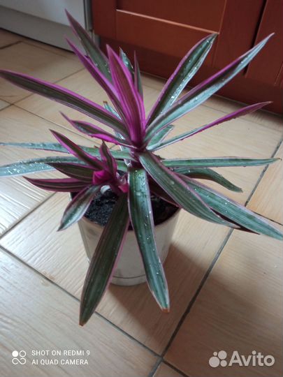 Традесканция Ситара