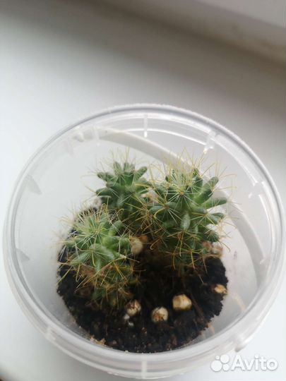 Кактусы. Пальма хамедорея