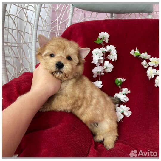 Золотой йорк девочка голдаст