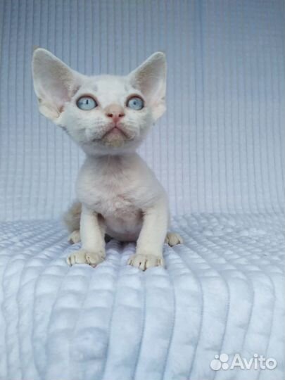 Девон-рекс малютки