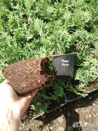 Хвойные для доращивания