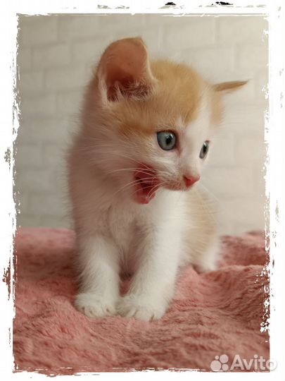 Отдам котенка в добрые руки Новосибирск