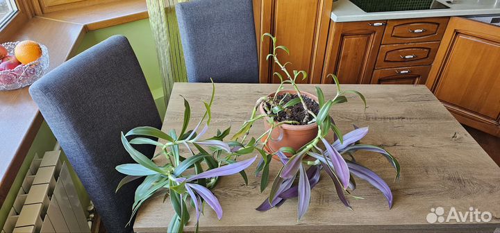 Традесканция комнатный цветок