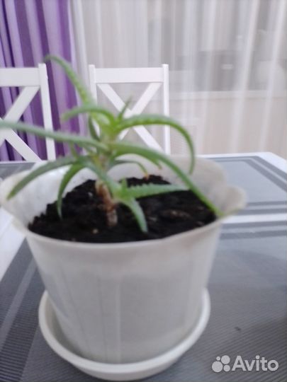 Продам цветок столетник