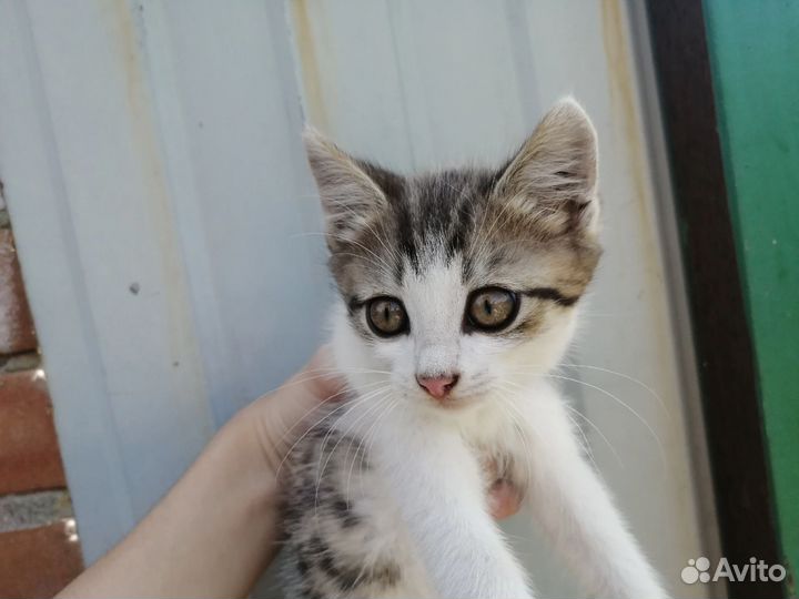 Котенок котята