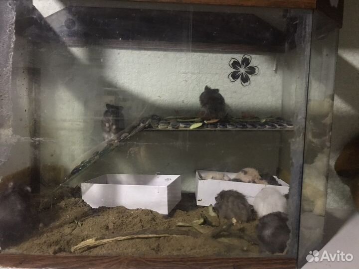 Террариум с хомяками