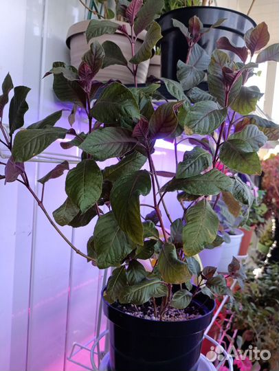 Фуксия взрослая