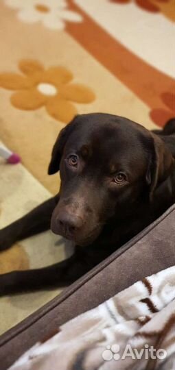 Шоколадный лабрадор