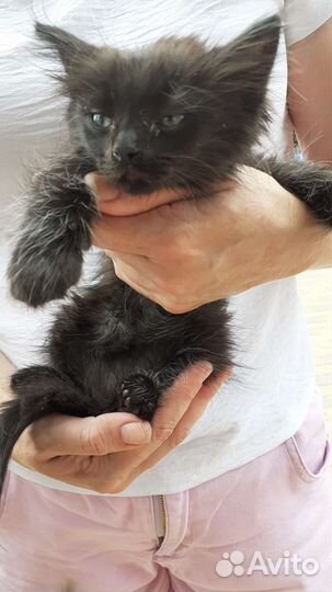 Кошка черная пушистая