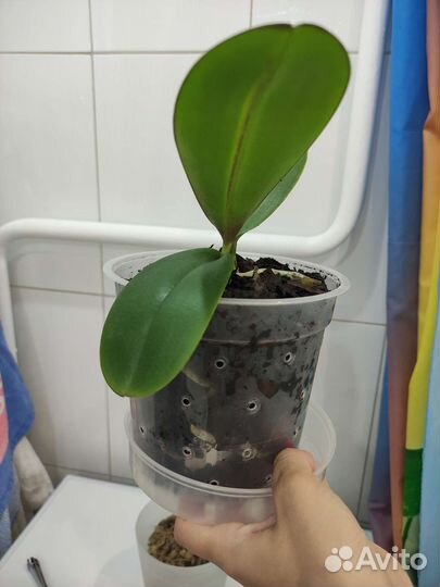 Орхидея фаленопсис белая