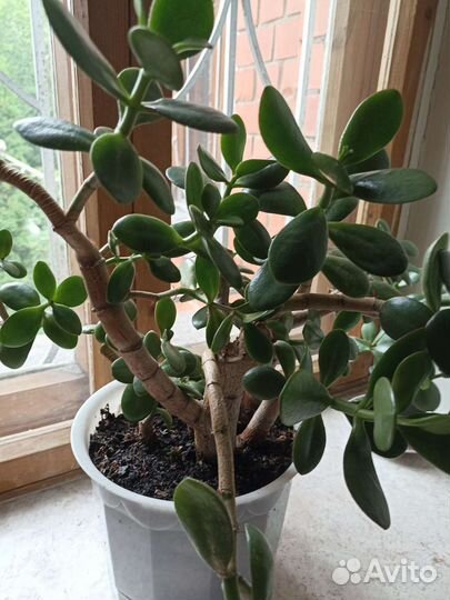 Хлорофитум.Толстянка.Каланхоэ