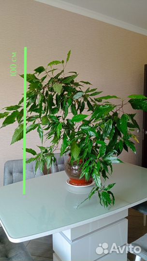 Комнатные растения цветы большие