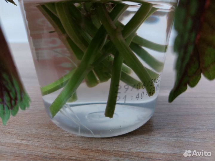 Колеус Блюме черенки