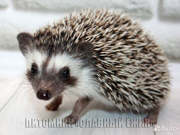 Африканские ежики. Мальчики и девочки. Доставка