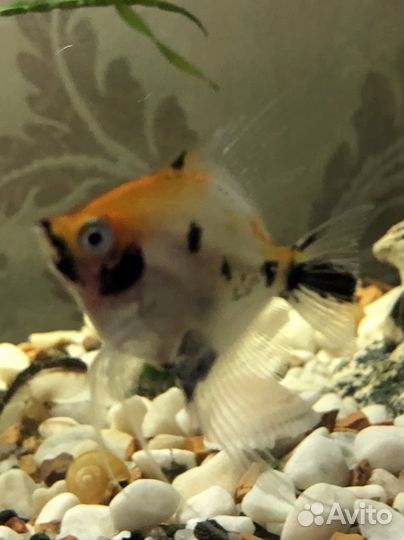 Рыбки скалярии