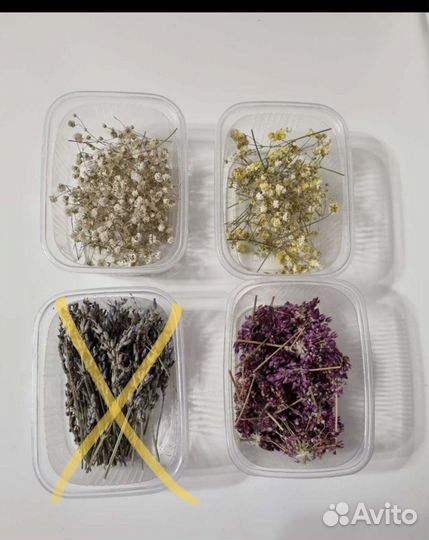 Сухоцветы для творчества