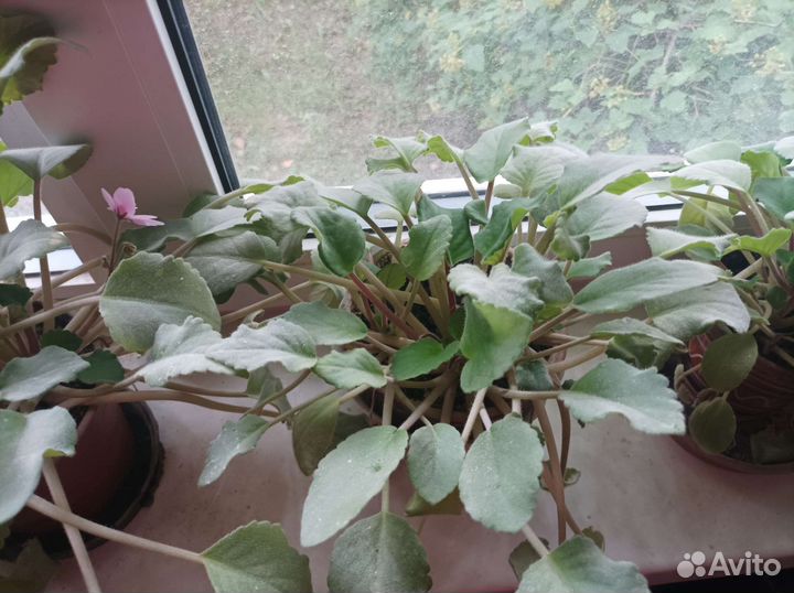 Фиалка в горшках