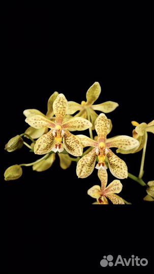 Орхидеи подростки