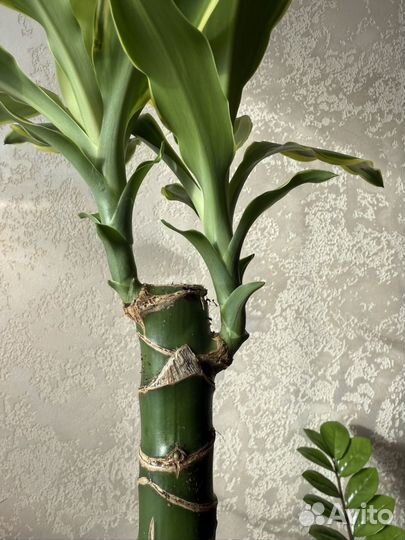 Драцена Голден Кост