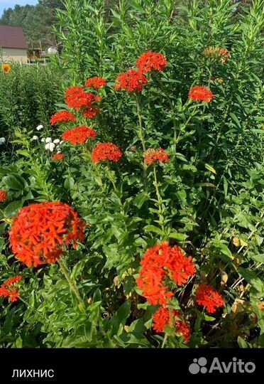 Цветы многолетники