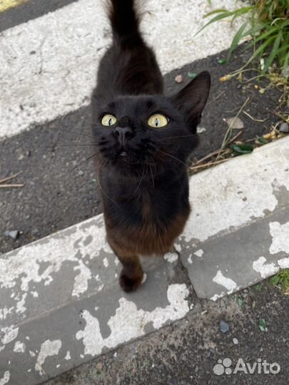 Кошечка в добрые руки