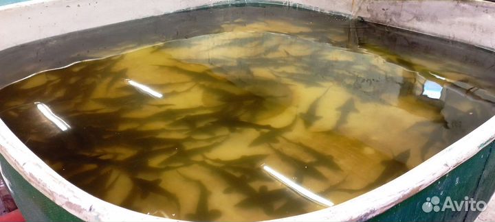 Гибрид русского на ленского (малёк)