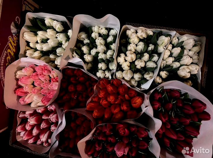 Тюльпаны опт от 500 шт