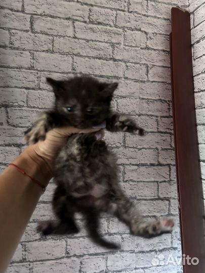 Котенок в добрые руки