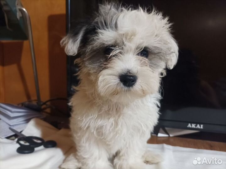 Продается щенок цветной болонки(мальчик)