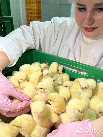 Суточные цыплята бройлеры Cobb-500 и Ross-308